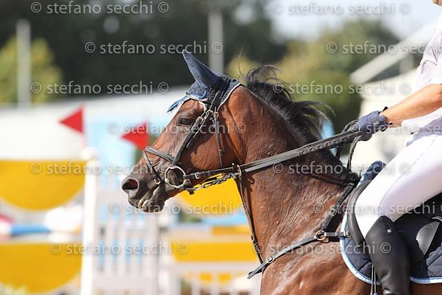 NICCOLAI_JOU JOU_ECC_2011_SS3_8426.jpg